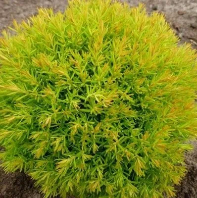 Туя АННИЕК западная  Туя АННИЕК западная в Твери