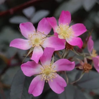 Саженцы роз сизая в Твери