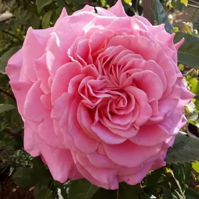 Саженцы роз ЭШЛИ чайно-гибридная — описание сорта Саженцы роз ЭШЛИ чайно-гибридная в Твери