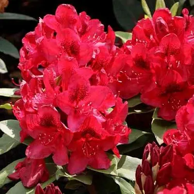 Рододендрон МАТАДОР  Рододендрон МАТАДОР в Твери