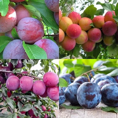 Комплект СЛИВОВЫЙ САД в Твери