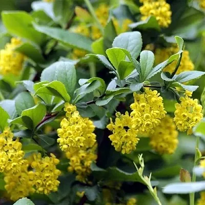 Барбарис корейский  Барбарис корейский в Твери