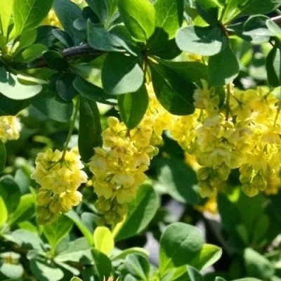 Барбарис ИНДИАН САММЕР   Барбарис ИНДИАН САММЕР  в Твери