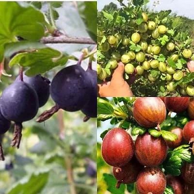 Комплект КРЫЖОВНИК MIX в Твери