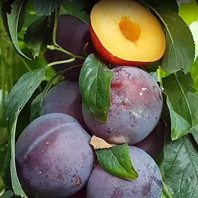 НЕКТАПРИУМ  НЕКТАПРИУМ в Твери