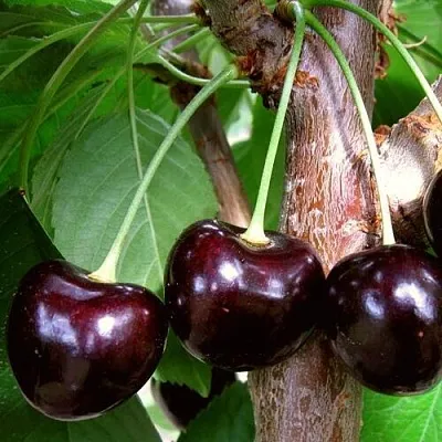 Черешня ДОНЕЦКИЙ УГОЛЁК  Черешня ДОНЕЦКИЙ УГОЛЁК в Твери