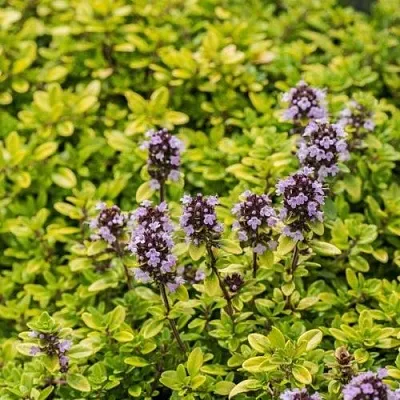 Тимьян АУРЕУС лимоннопахнущий в Твери