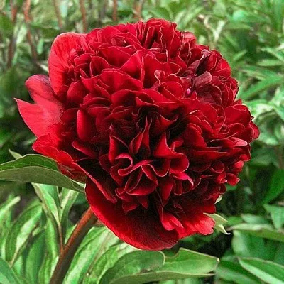 Пион РЕД ГРЕЙС травянистый в Твери