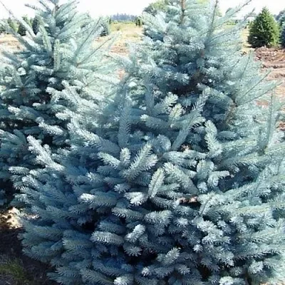 Ель ГЛАУКА колючая  Ель ГЛАУКА колючая в Твери