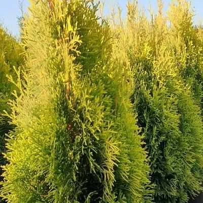 Туя ГОЛДЕН СМАРАГД западная в Твери