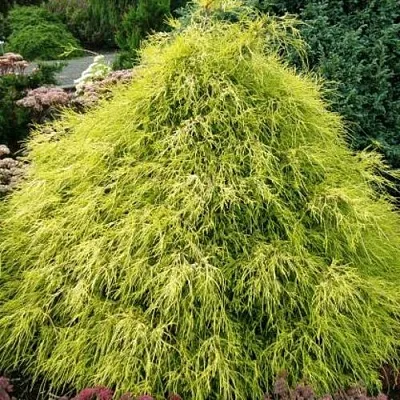 Кипарисовик ФИЛИФЕРА АУРЕА горохоплодный  Кипарисовик ФИЛИФЕРА АУРЕА горохоплодный в Твери