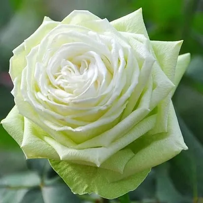 Саженцы роз ВАКАНА японская в Твери