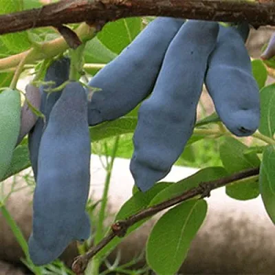 Жимолость съедобная ЛЕНИНГРАДСКИЙ ВЕЛИКАН в Твери