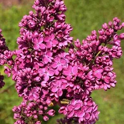 Сирень ЗНАМЯ ЛЕНИНА  Сирень ЗНАМЯ ЛЕНИНА в Твери