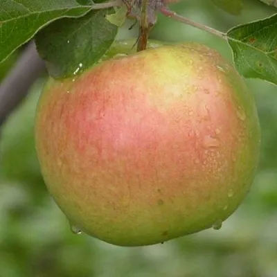 Яблоня БРЯНСКОЕ ЗОЛОТИСТОЕ  Яблоня БРЯНСКОЕ ЗОЛОТИСТОЕ в Твери