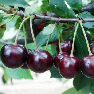 Вишня МОРОЗОВКА — описание сорта Вишня МОРОЗОВКА в Твери