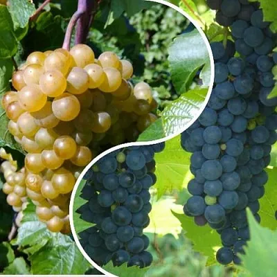 Комплект ИНЬ-ЯНЬ в Твери