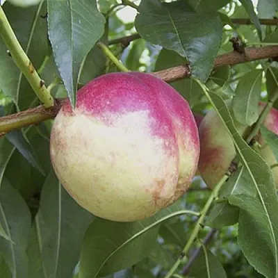 ПИЧЕРИН  ПИЧЕРИН в Твери