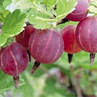 Крыжовник РАВОЛТ  Крыжовник РАВОЛТ в Твери