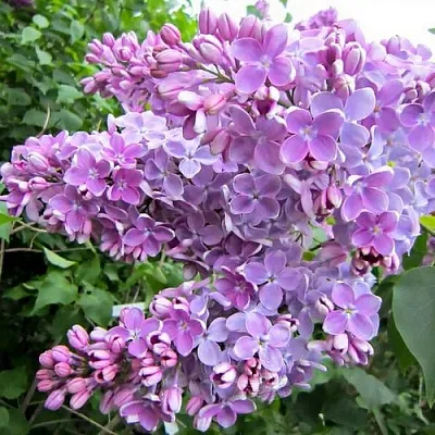 Сирень ОЛЯ  Сирень ОЛЯ в Твери