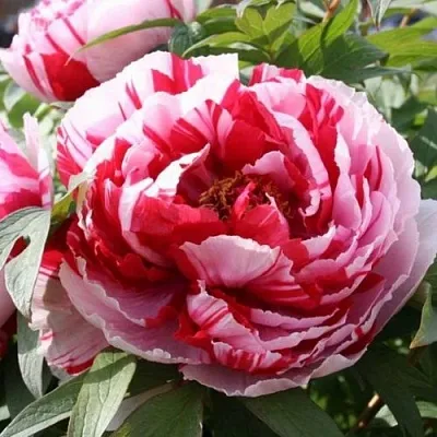 Пион РЕД ВИЗ ПИНК древовидный  Пион РЕД ВИЗ ПИНК древовидный в Твери