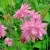 Аквилегия БАРЛОУ ПИНК гибрид МакКаны — описание сорта Аквилегия БАРЛОУ ПИНК гибрид МакКаны в Твери