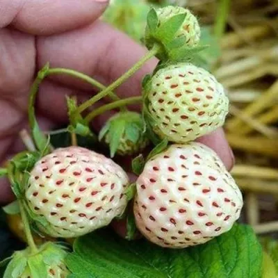 Клубника АНАНАСА ремонтантная в Твери