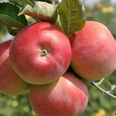 Яблоня ВЭМ-РОЗОВЫЙ  Яблоня ВЭМ-РОЗОВЫЙ в Твери