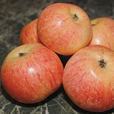 Яблоня КОНФЕТНОЕ в Твери