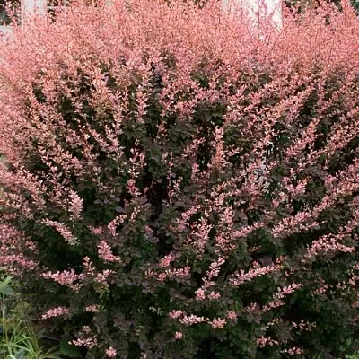 Барбарис РОУЗ ГЛОУ тунберга  Барбарис РОУЗ ГЛОУ тунберга в Твери