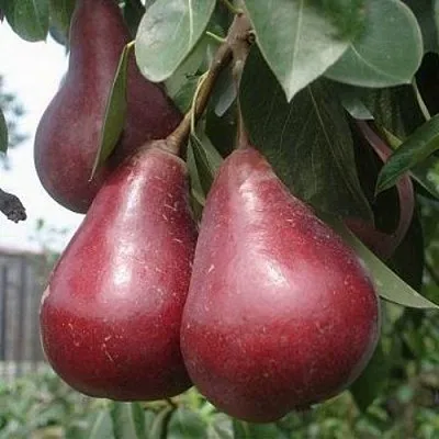 Груша СТАРКРИМСОН в Твери