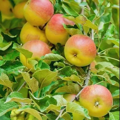 Яблоня ПАМЯТЬ БЛЫНСКОГО колонновидная  Яблоня ПАМЯТЬ БЛЫНСКОГО колонновидная в Твери