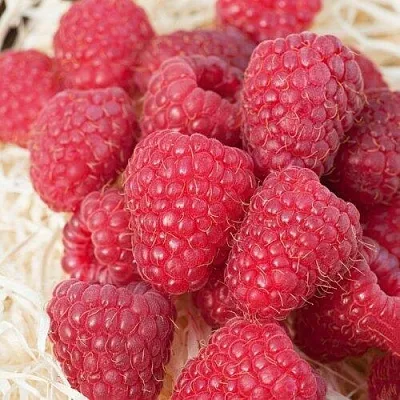 Малина МАРАСТАР в Твери