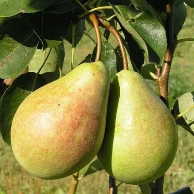 Груша ДУХМЯНАЯ в Твери