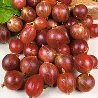 Крыжовник ОЛАВИ (ХИННОНМАЕН ПУНАЙНЕН)  Крыжовник ОЛАВИ (ХИННОНМАЕН ПУНАЙНЕН) в Твери