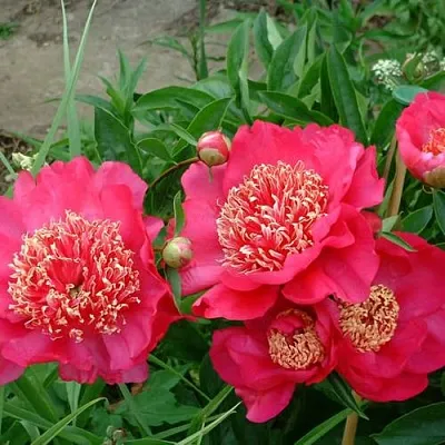 Пион БАРРИНГТОН БЕЛЬ травянистый в Твери