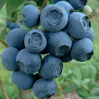 Голубика РУБЕЛ в Твери