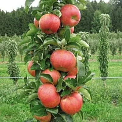 Яблоня ЯНТАРНОЕ ОЖЕРЕЛЬЕ колонновидная  Яблоня ЯНТАРНОЕ ОЖЕРЕЛЬЕ колонновидная в Твери