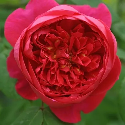 Саженцы роз БЕНДЖАМИН БРИТТЕН шраб в Твери