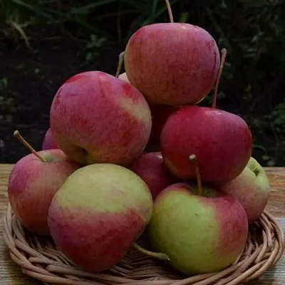 Яблоня РОДНИКОВАЯ  Яблоня РОДНИКОВАЯ в Твери
