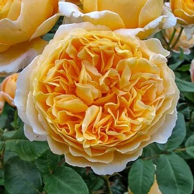 Саженцы роз БЕАТРИС английская в Твери