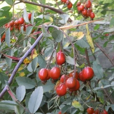 Саженцы роз сизая в Твери