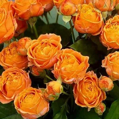 Саженцы роз КОРАЛ БАБЛС спрей в Твери