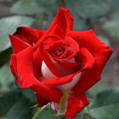 Саженцы роз АЛЬЯНС чайно-гибридная в Твери