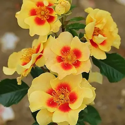 Саженцы роз АЙ ОФ ЗЕ ТАЙГЕР флорибунда в Твери