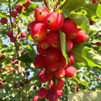 Яблоня КИТАЙКА ДОЛГО декоративная  Яблоня КИТАЙКА ДОЛГО декоративная в Твери