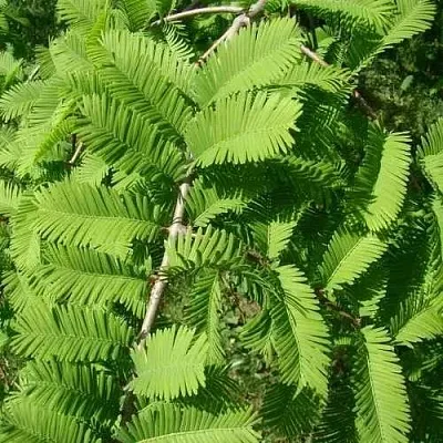 Метасеквойя  ГЛИПТОСТРОБОИДНАЯ   Метасеквойя  ГЛИПТОСТРОБОИДНАЯ  в Твери