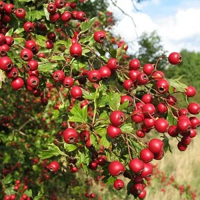 Боярышник ЗБИГНЕВ  Боярышник ЗБИГНЕВ в Твери