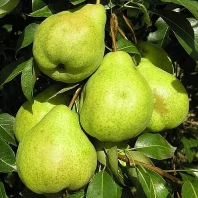 Груша АВГУСТОВСКАЯ РОСА в Твери