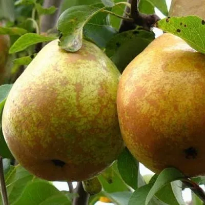 Груша БЕЛОРУСКА в Твери